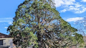 Un grande albero in un cortile con pareti in pietra e un edificio sullo sfondo.