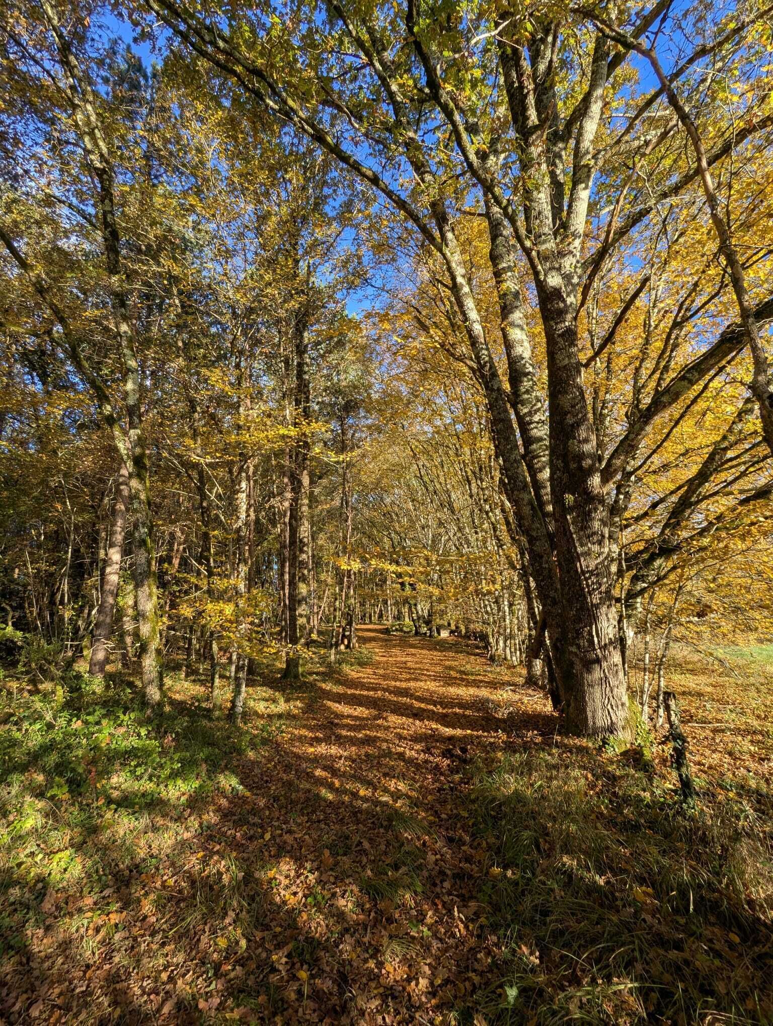 A forest path with trees and fallen leaves.