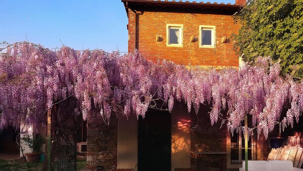 A brick house with two windows and a porch covered by purple wisteria vines. - Amazing home in Firenze (Firenze)