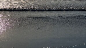 Una playa con olas y un ave volando sobre el agua.