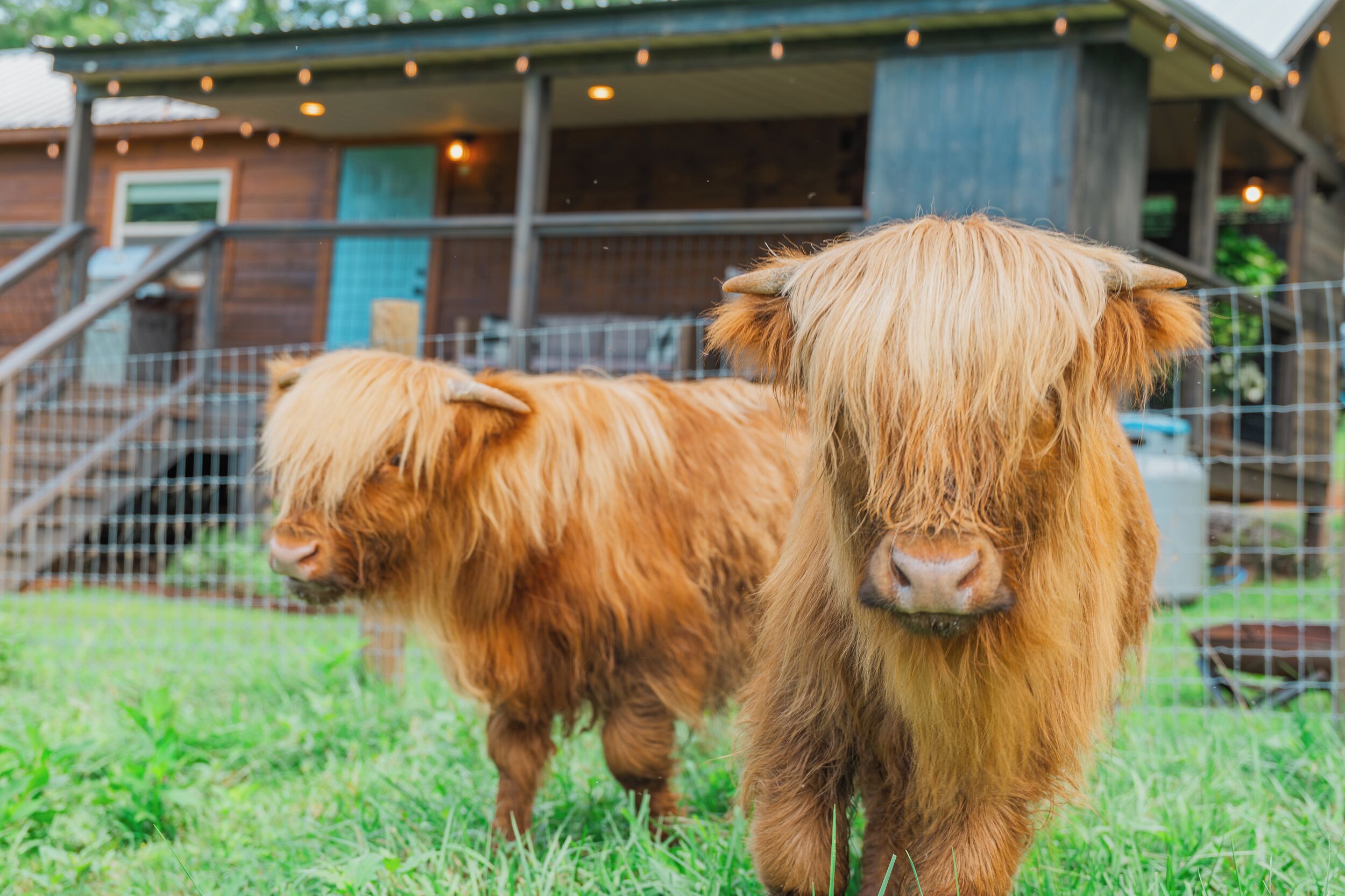 Two Highland cattle in a grassy enclosure with a building in the background.