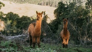 Two alpacas in a grassy field with a mountainous backdrop. - Nature Domes  (Toms Creek)