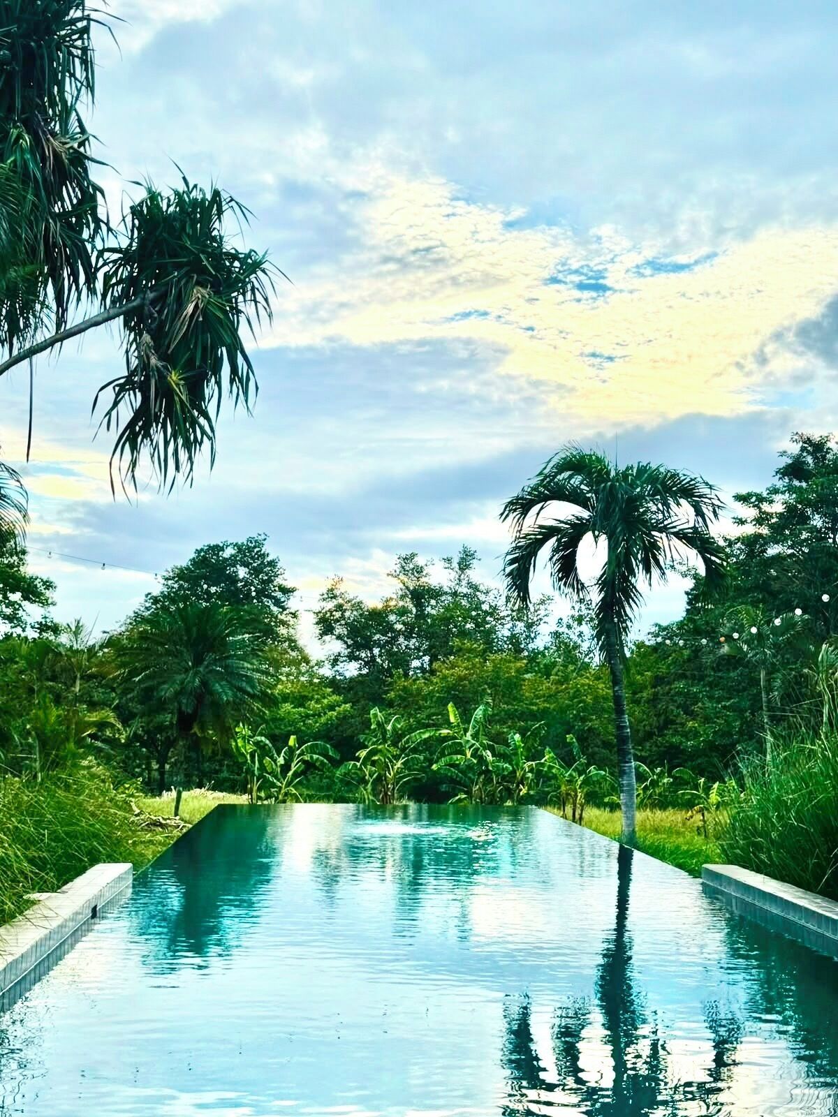 Une piscine rectangulaire à l’eau d’un bleu limpide, entourée d’une végétation luxuriante et de grands palmiers.