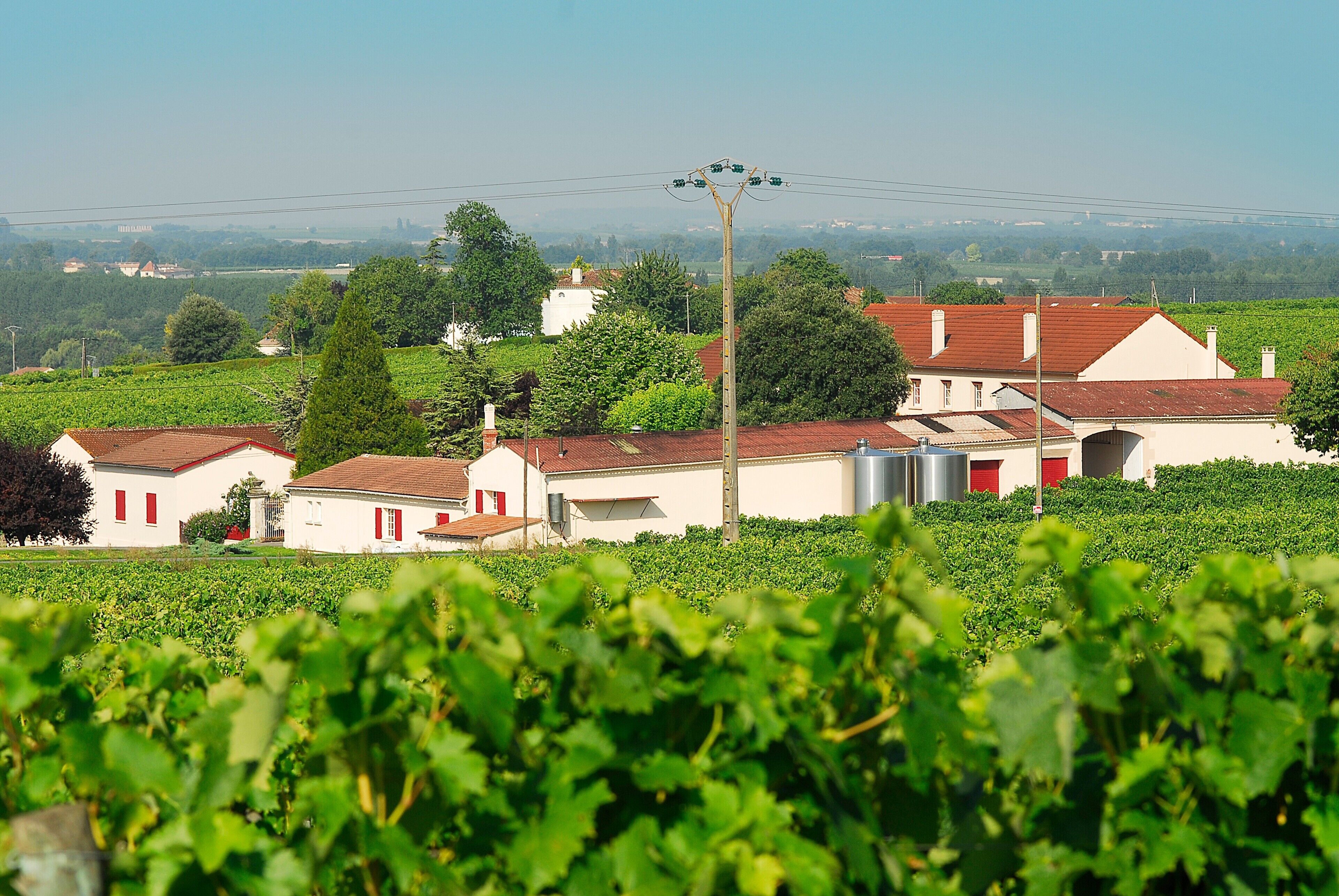 Ein Weinberg mit Gebäuden, darunter ein Haus mit rotem Dach und ein weißes Gebäude mit roten Fensterläden.