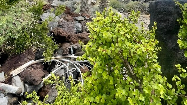 Paesaggio costiero roccioso con palme e arbusti verdi.