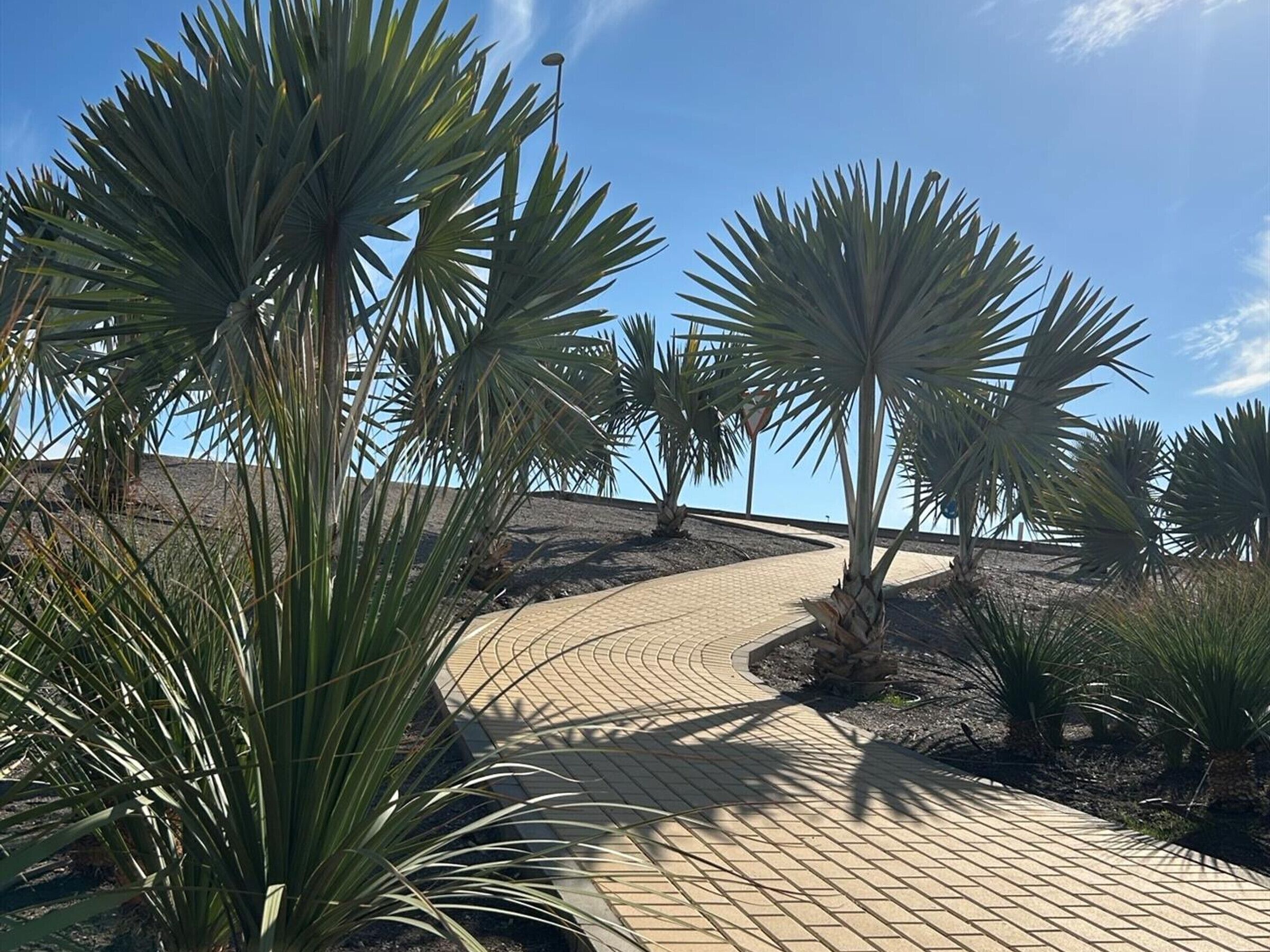 A paved pathway surrounded by palm trees.