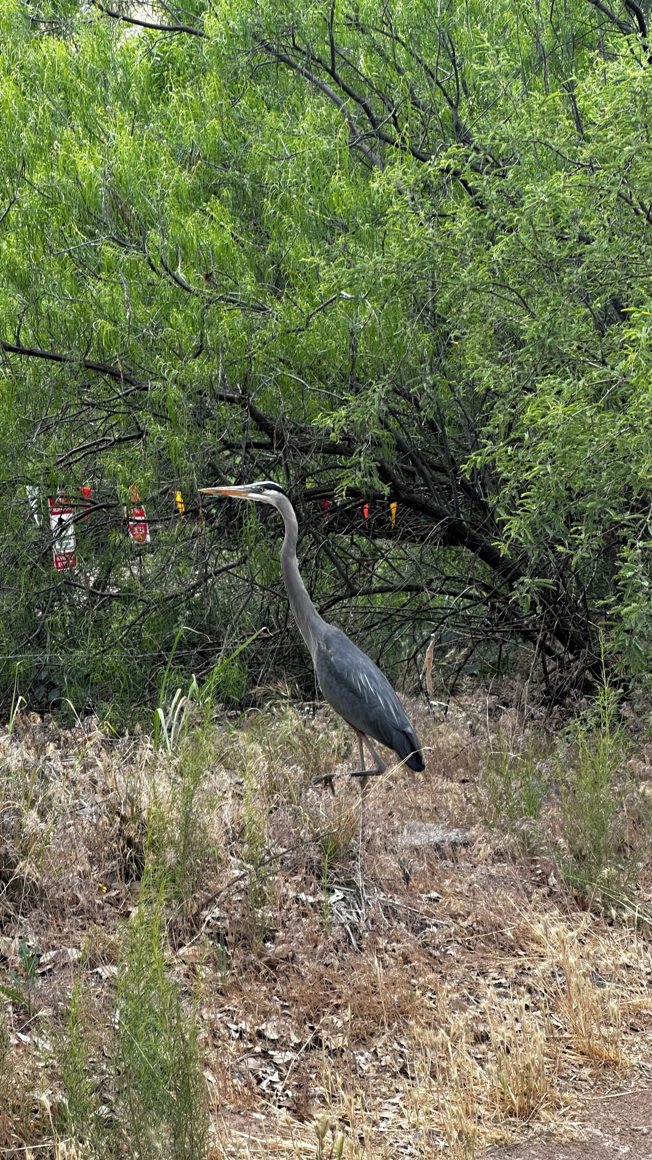Un oiseau dans un environnement naturel, au milieu d’un feuillage et de branches denses.