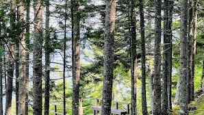 A forested area with a wooden deck and a small building. - Bay-view Getaway w/ Deck Between Camden & Belfast! (Lincolnville)