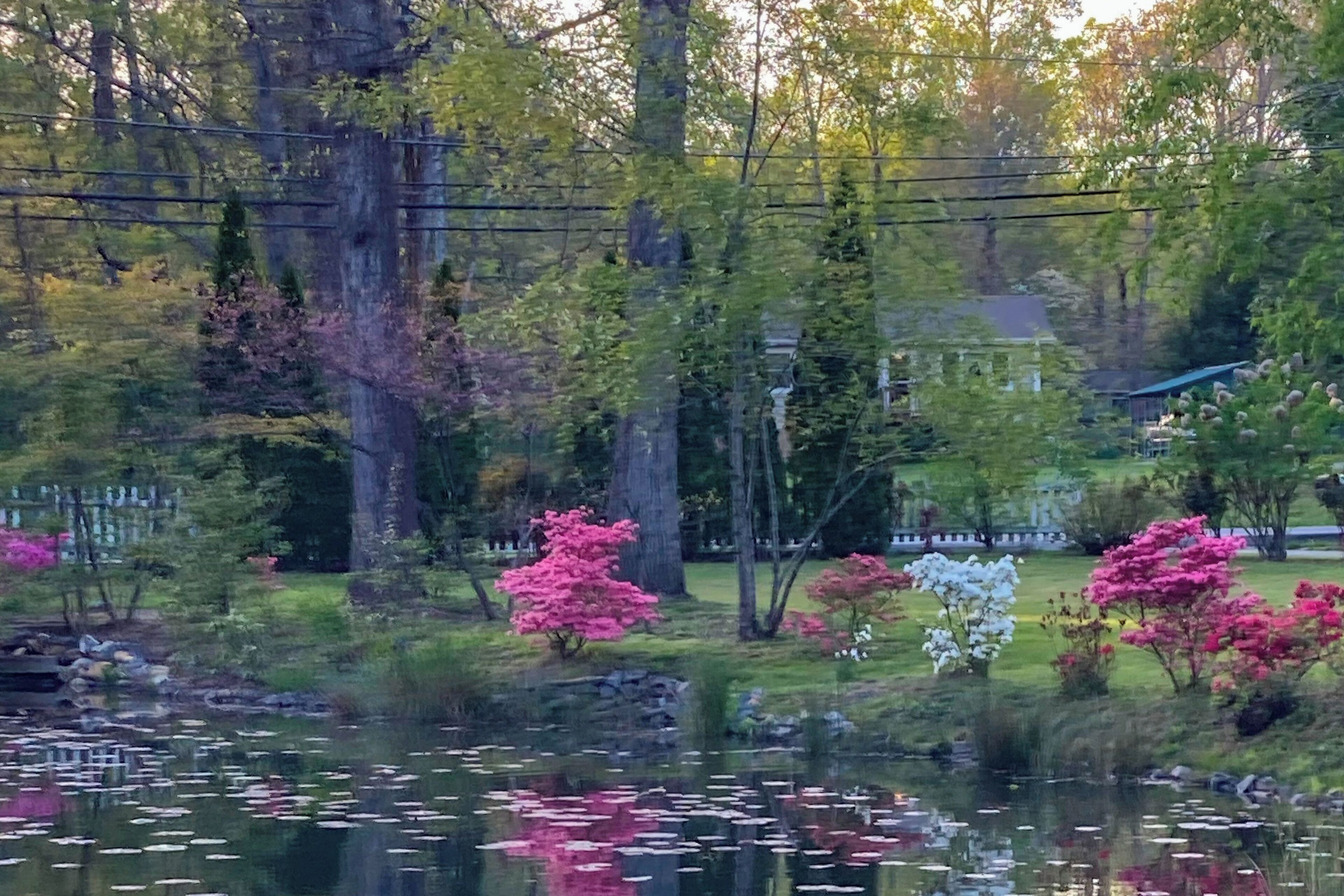A serene garden with a pond, trees, and a house in the background.
