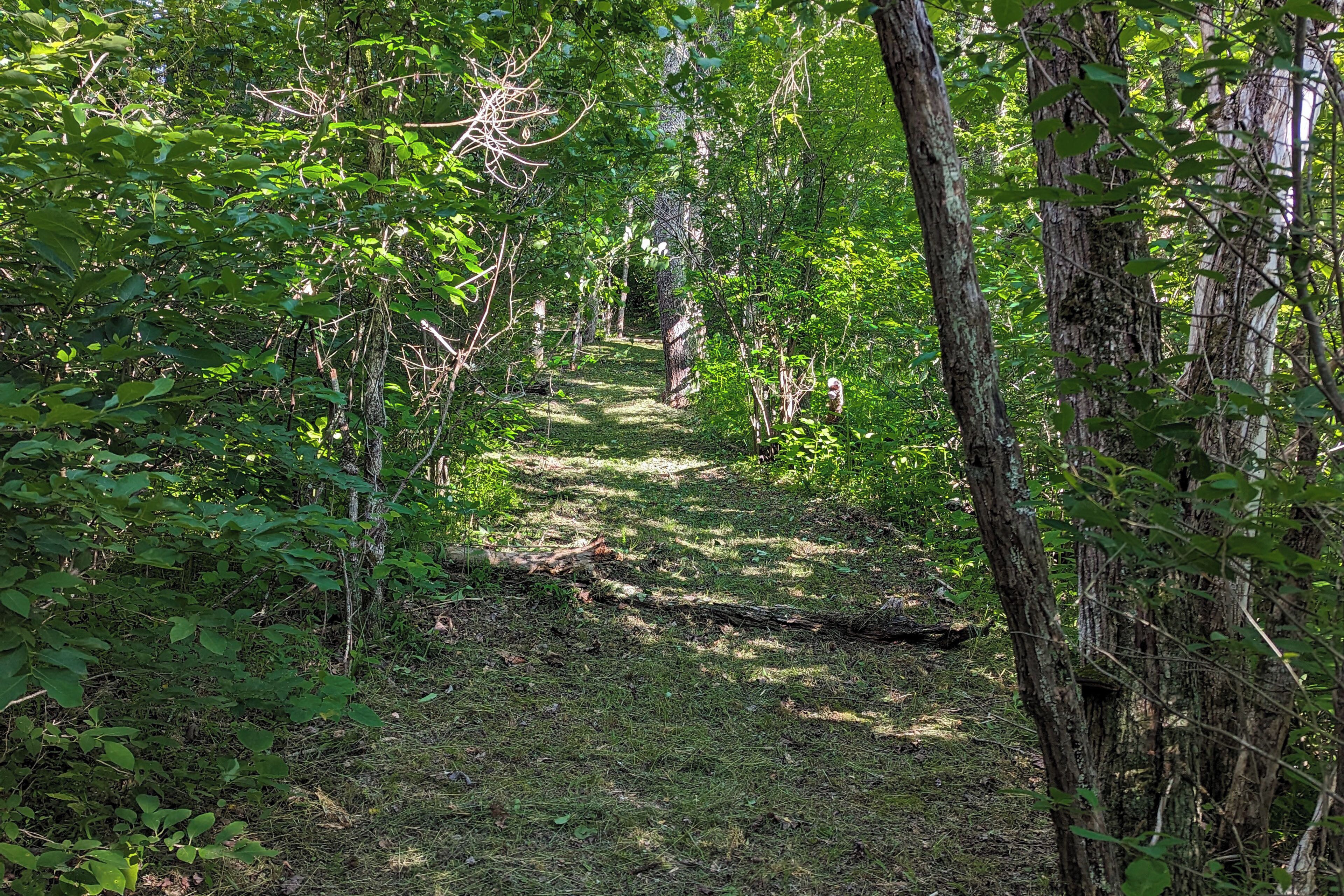 Un sentier bordé d’arbres, traversant une forêt où la végétation est luxuriante.