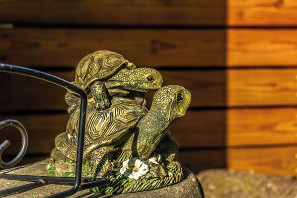 A terrarium with two turtles and a flower. - Riverfront Angler's Oasis in Elizabethton (Elizabethton)