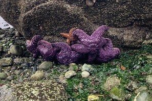 A rocky beach with purple seaweed and a large boulder in the background. - Hot Tub & Mtn Views: Lummi Island Home Near Beach (Lummi Island)