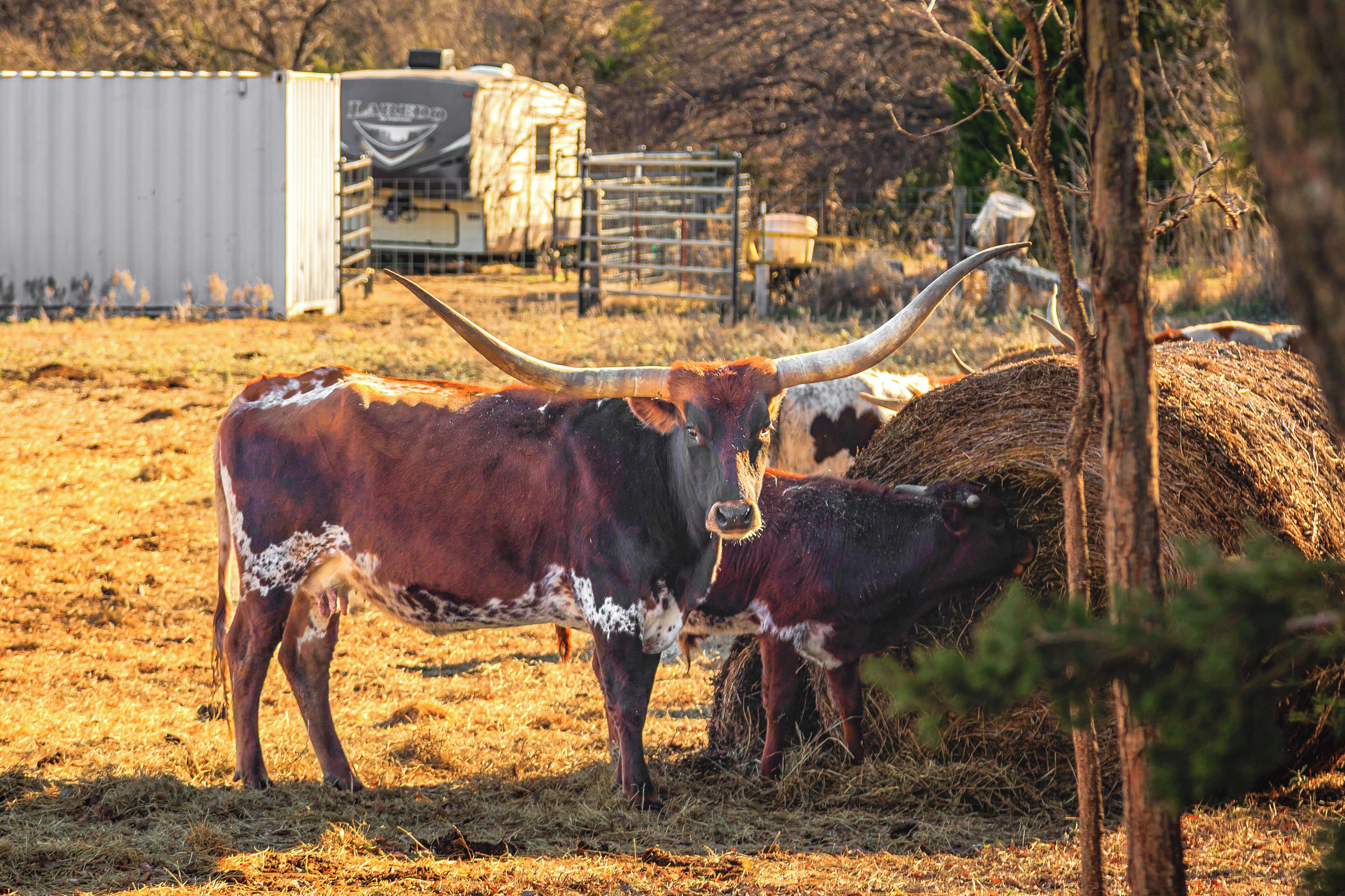 Una vaca de grandes cuernos comiendo heno en un campo, con un remolque y una cerca al fondo.