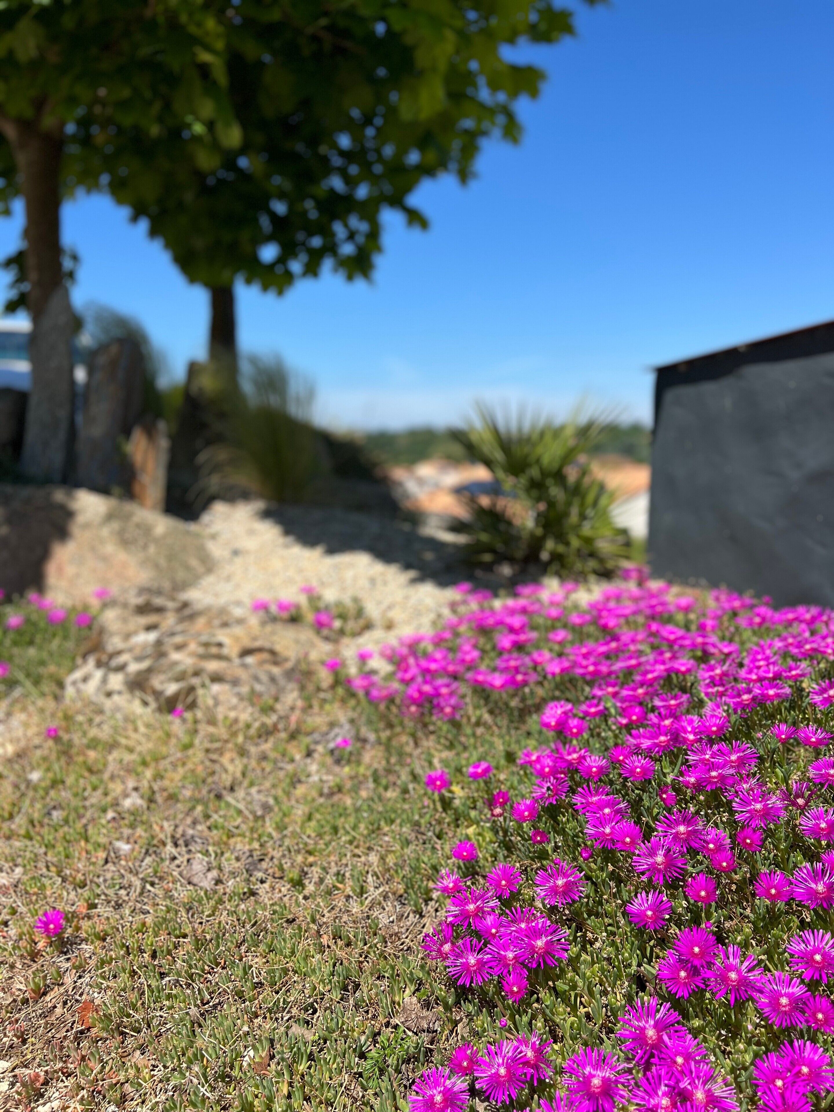 A garden with purple flowers, a pathway, and a building in the background.