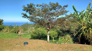 Un arbre dans un espace paysager offrant une vue dégagée sur l’océan en arrière-plan.