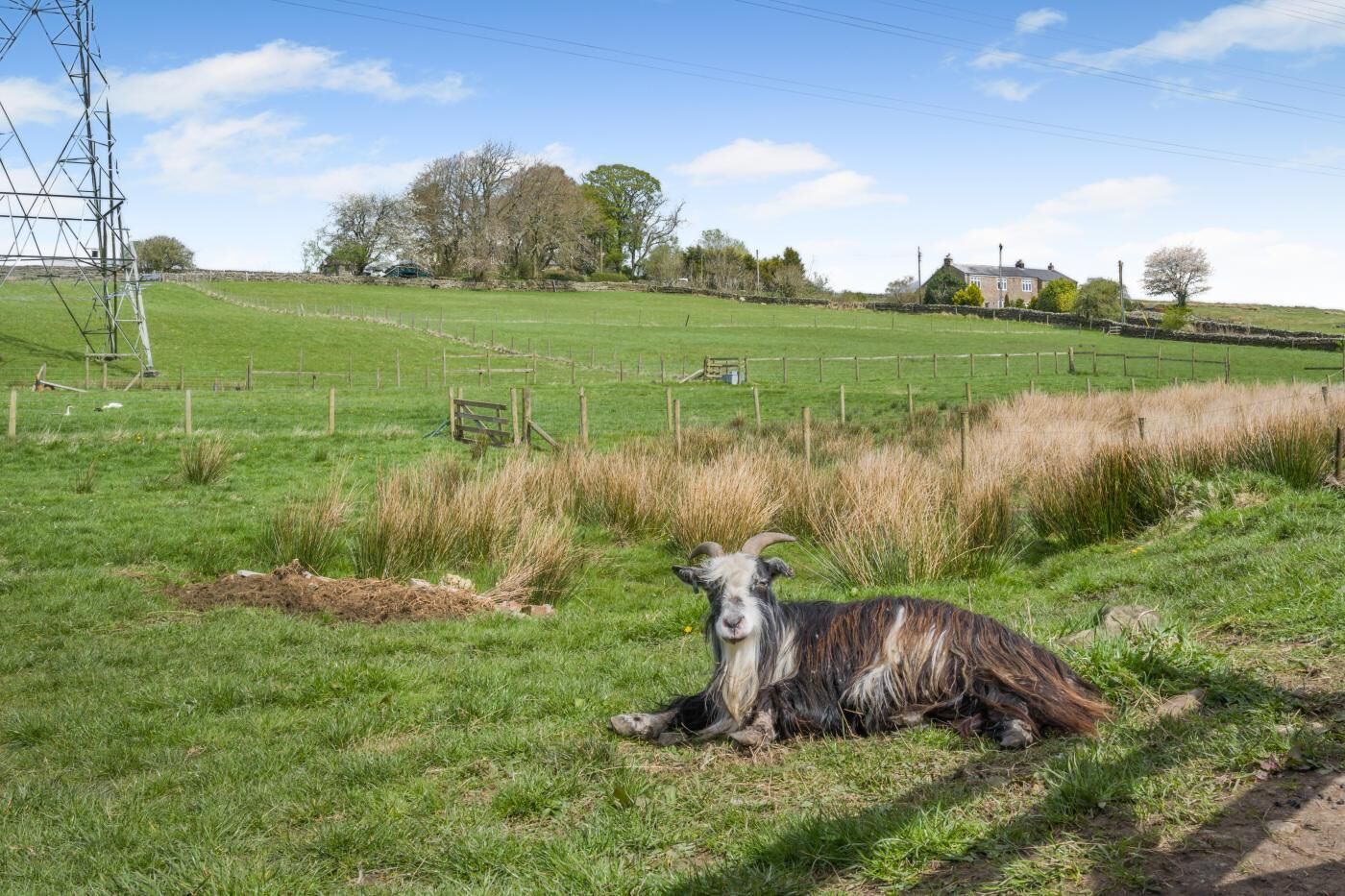 A rural landscape with a goat lying on the grass, a stone wall, and a building in the background.