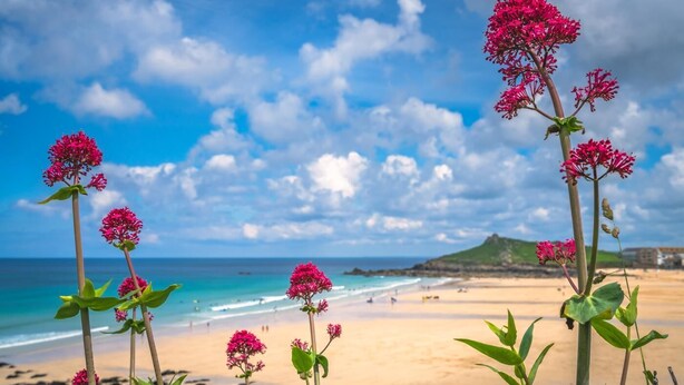 Ein Strand mit rosafarbenen Blumen im Vordergrund und einem klaren Himmel.