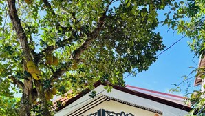 Ein verschlossenes Tor mit schmiedeeisernen Verzierungen, ein Baum mit hängenden Früchten und ein Gebäude mit rotem Dach im Hintergrund.