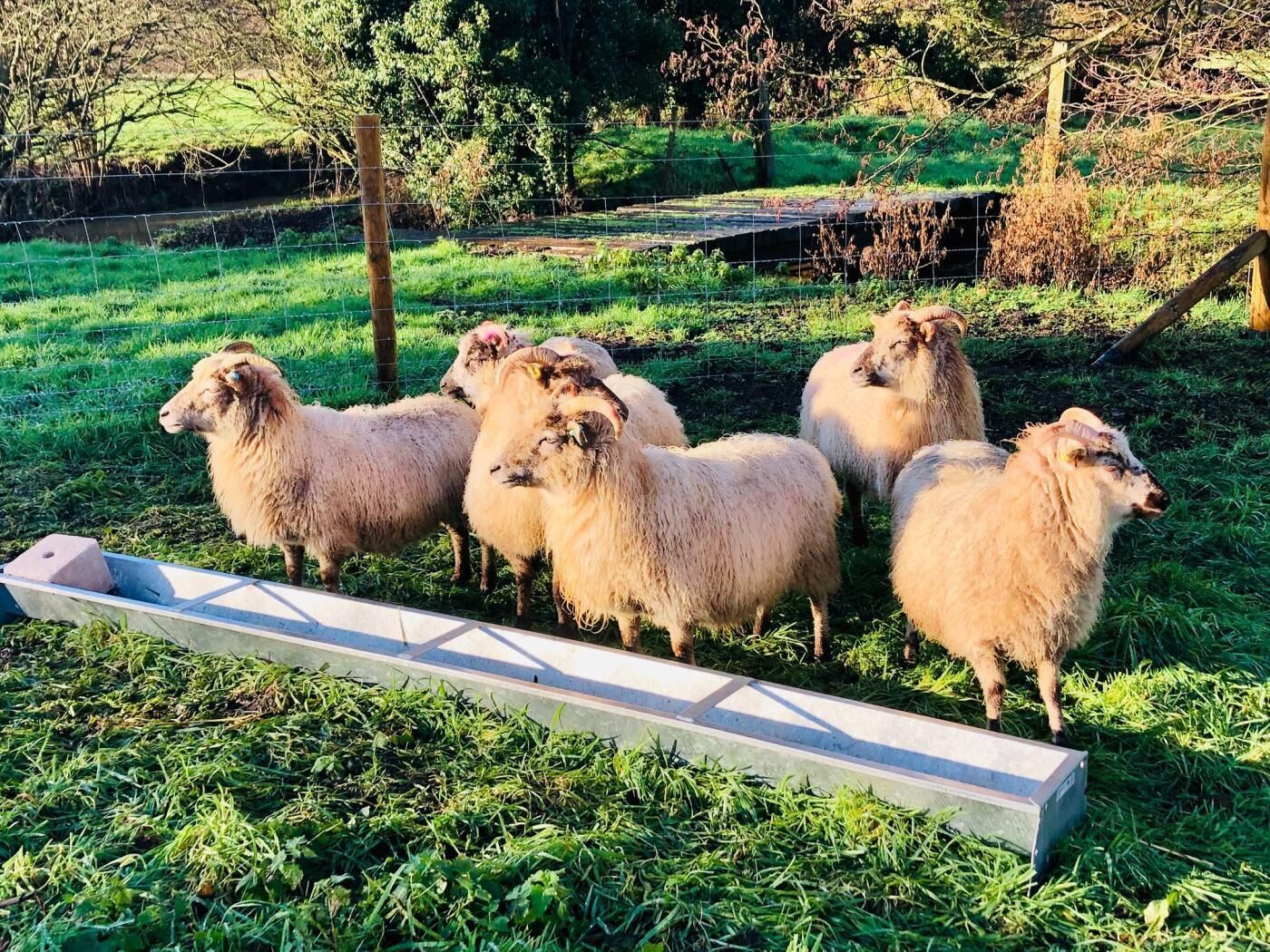 A group of sheep in a grassy enclosure with a feeding trough.