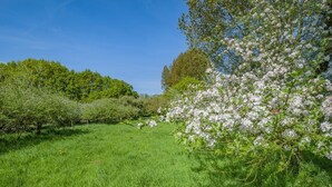 Ein üppiges, grünes Feld mit Reihen blühender Bäume.
