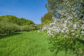 Ein üppiges, grünes Feld mit Reihen blühender Bäume.