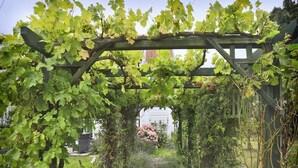 A vine-covered pergola with a stone pathway leading through it. - 4 Bed in Walberswick (oc-4ms) (Walberswick)