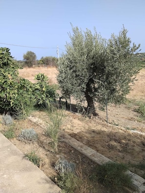 A dry landscape with a tree, some shrubs, and a concrete path. - Country house in an olive grove, 8 km from the Ionian Sea (Bernalda)