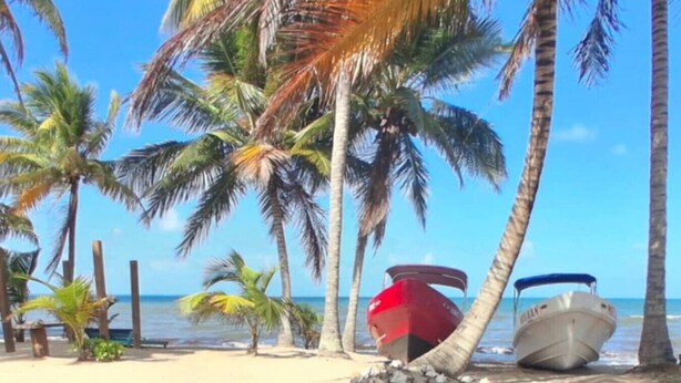 A beach with palm trees, a red boat, and a white boat on the sand. - Beach view, Hammocks on roof, Quick walk to beach (Hopkins)