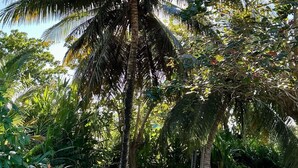 A palm tree surrounded by dense foliage in a garden setting. - Beach view, Hammocks on roof, Quick walk to beach (Hopkins)