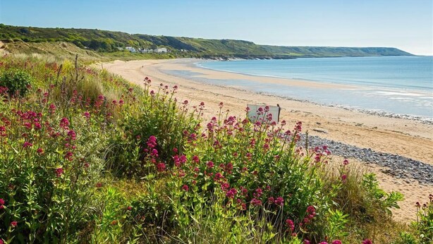 Ein Strand mit sandigem Ufer, einer Wiese mit rosa Blüten und einem klaren, blauen Himmel.