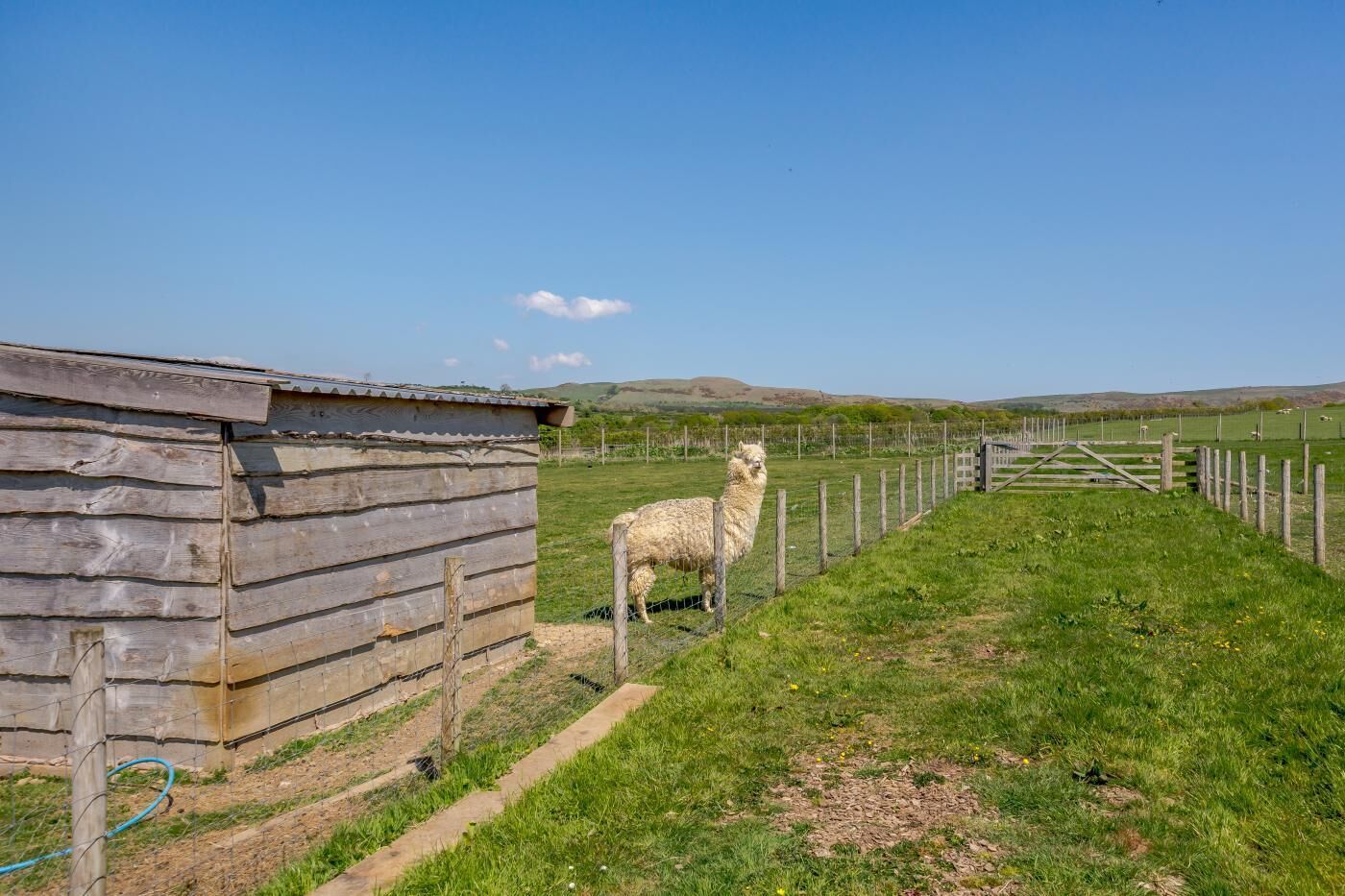 Een rustiek houten gebouw met een omheining en een enkele alpaca op de voorgrond.