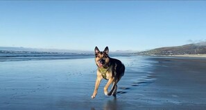 A dog running on a beach with a clear sky and distant hills. - 4 Bed in Arthog (oc-b31966) (Arthog)