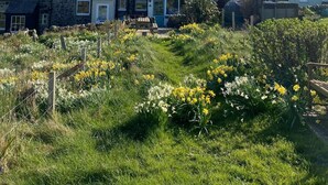 Een rij stenen huizen met een tuin op de voorgrond.