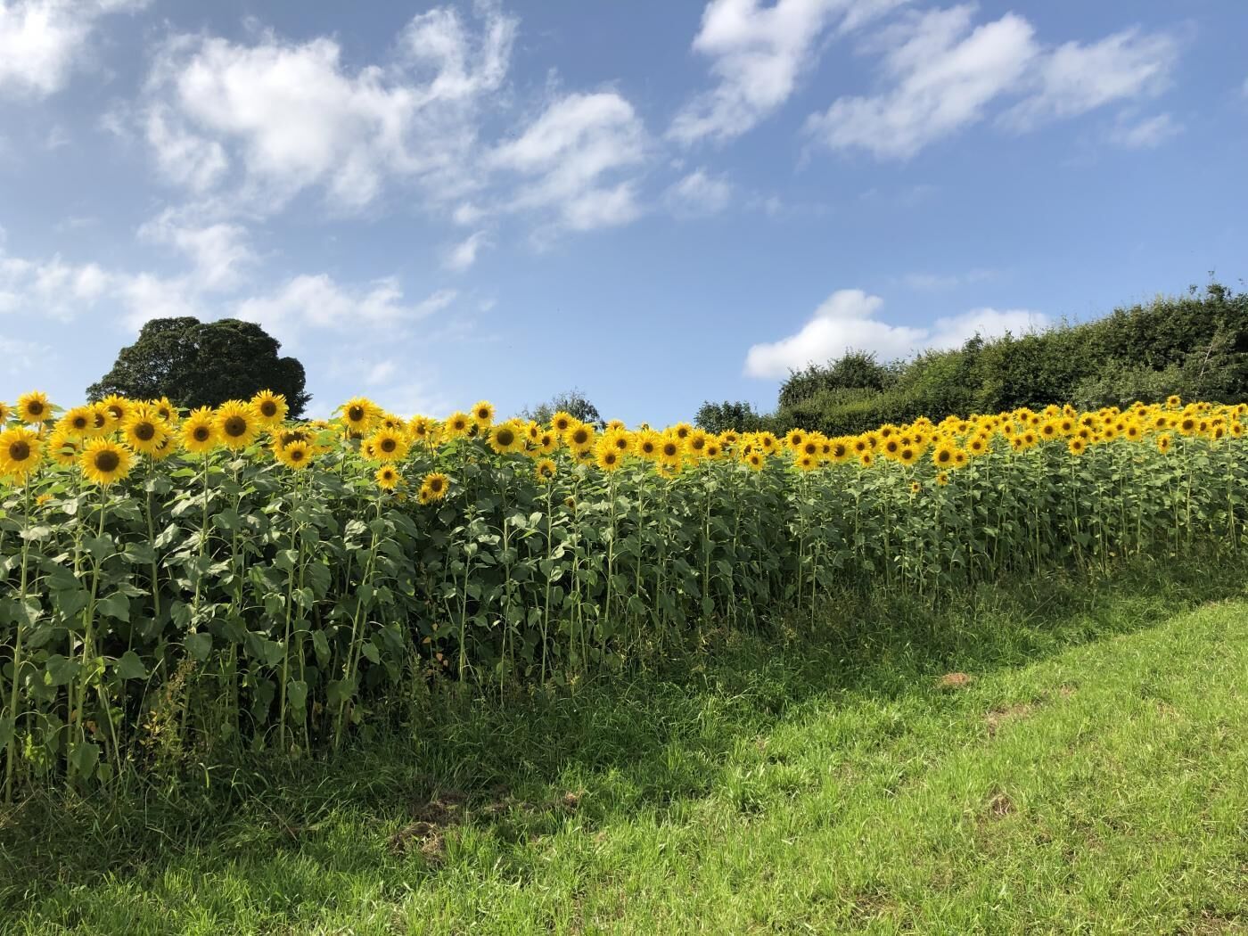 Un campo de girasoles bajo un cielo despejado.