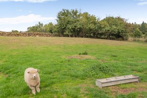 A grassy field with a sheep and a concrete structure.