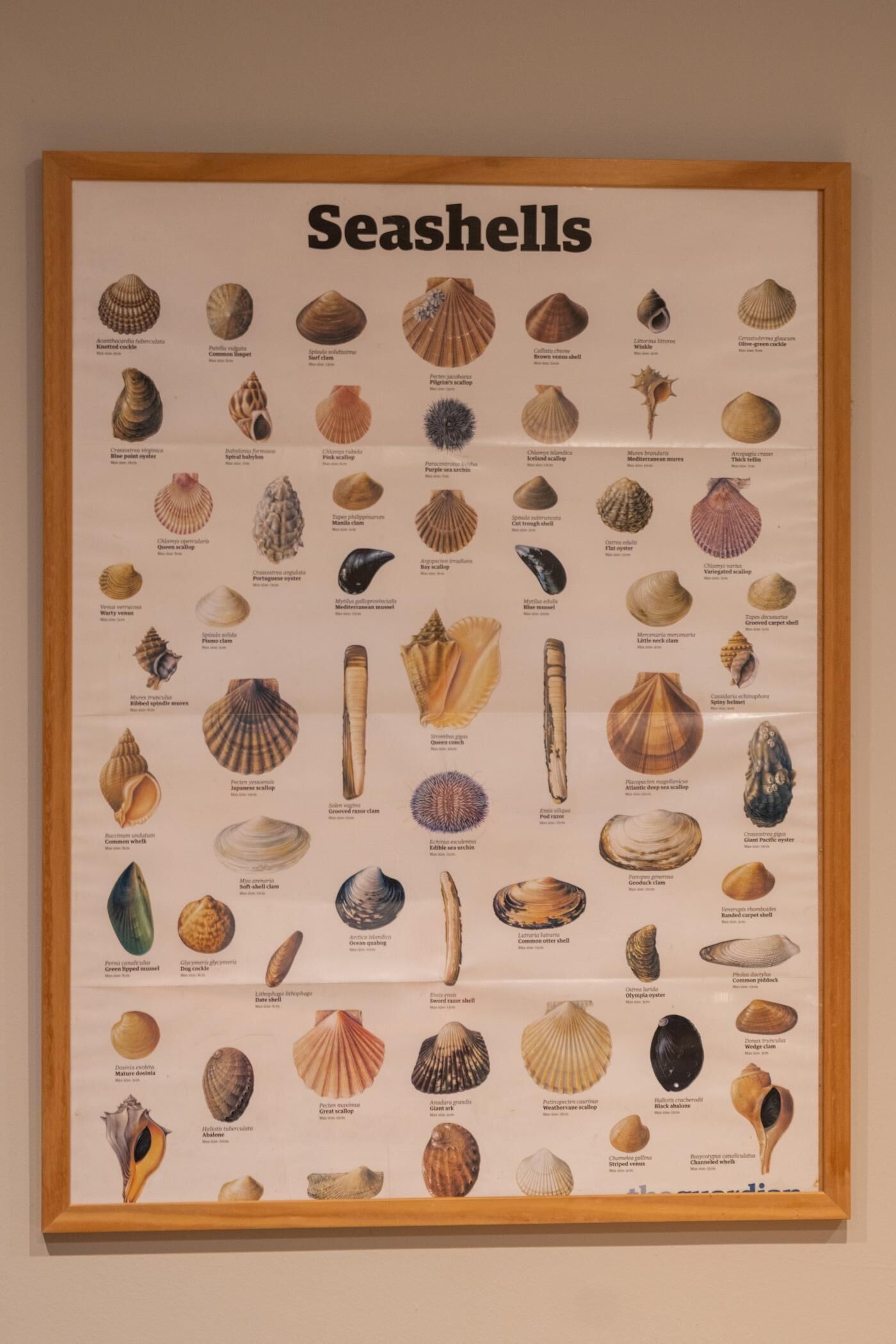 Um cartaz com diversos tipos de conchas e etiquetas.