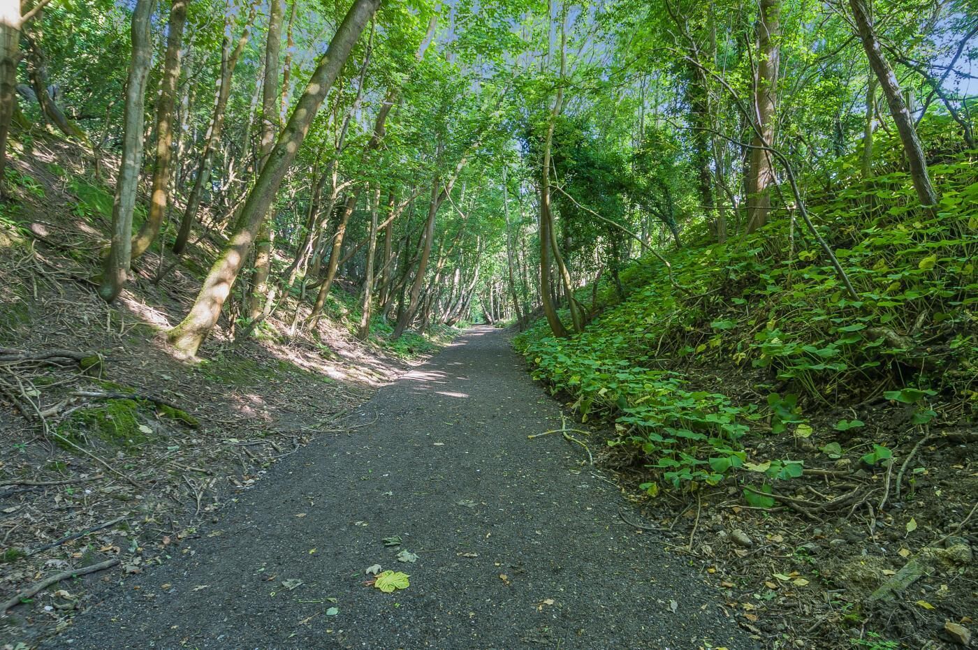 Un sentiero boscoso fiancheggiato da alberi e vegetazione.