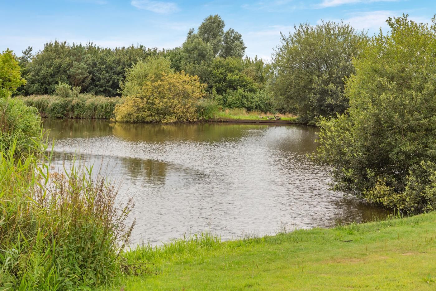 Un lago tranquilo rodeado de exuberante vegetación y árboles.