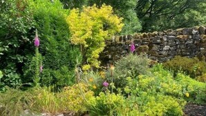 Een stenen muur-tuin met verschillende planten en bloemen.