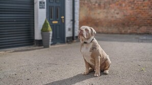 Een hond zit op een geplaveid oppervlak met een bakstenen muur en een gesloten garage in de achtergrond.