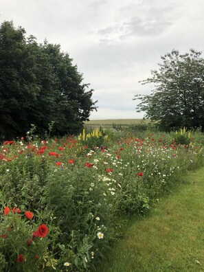 A field of poppies with a grassy foreground and trees in the background. - 3 Bed in Walberswick (oc-spinn) (Walberswick)