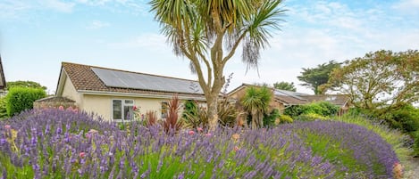 A house with a solar panel roof, surrounded by a garden with lavender and other plants.