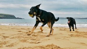 Dos perros en una playa arenosa con el océano al fondo.