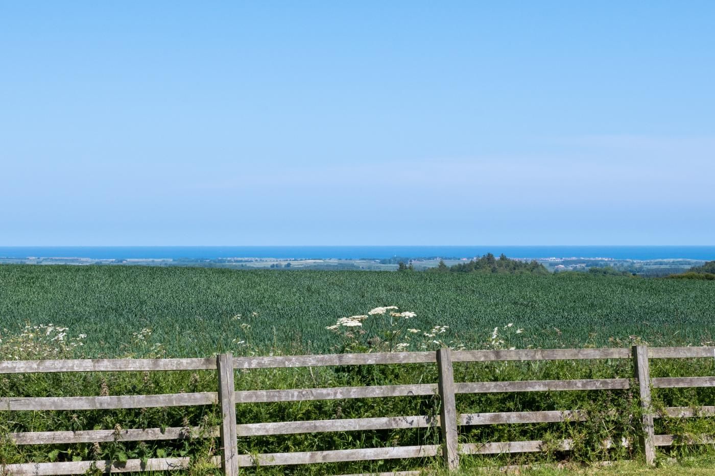 A rural landscape with a wooden fence in the foreground and a field of crops in the background.