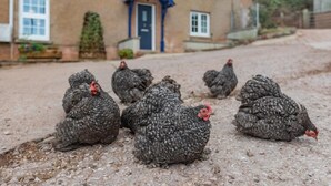 Eine Gruppe Hühner sitzt auf einem Kiesweg vor einem Haus mit einer blauen Tür und Fenstern.