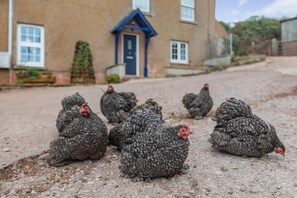 Un grupo de gallinas sentadas sobre un camino de grava frente a una casa con puerta y ventanas azules.