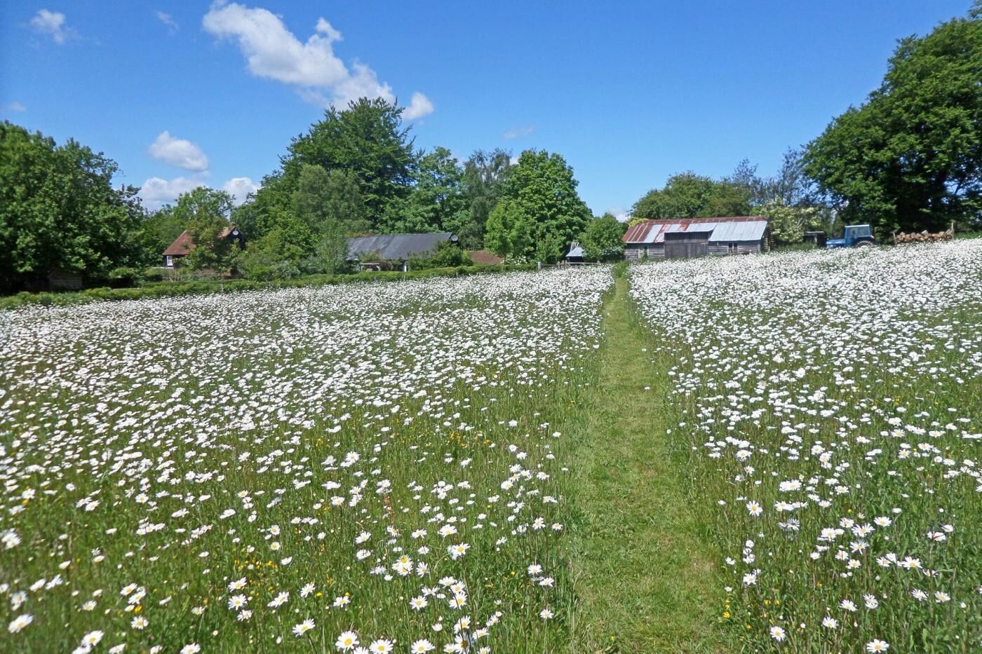 A field of white flowers with a path leading through it, surrounded by trees and buildings.