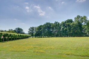 Viñedo con hileras de parras y un campo cubierto de césped.