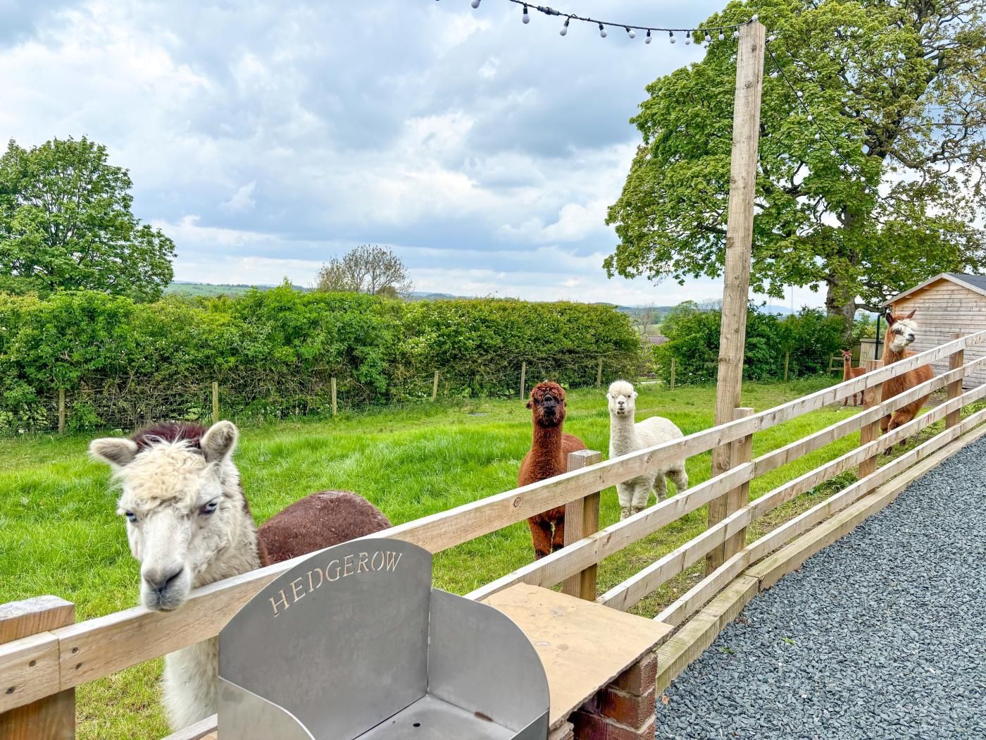 A fenced area with llamas, a wooden structure labeled 'HEDGEROW,' and a grassy field.