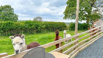 A fenced area with llamas, a wooden structure labeled 'HEDGEROW,' and a grassy field.